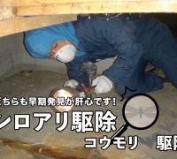 シロアリ・コウモリ駆除について